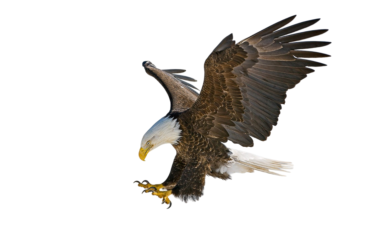 2024 New Release eagle Ornament-Gifts For eagle Lover